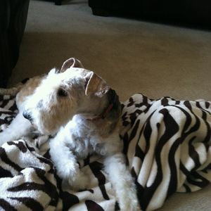 Meet your Posher, Pam